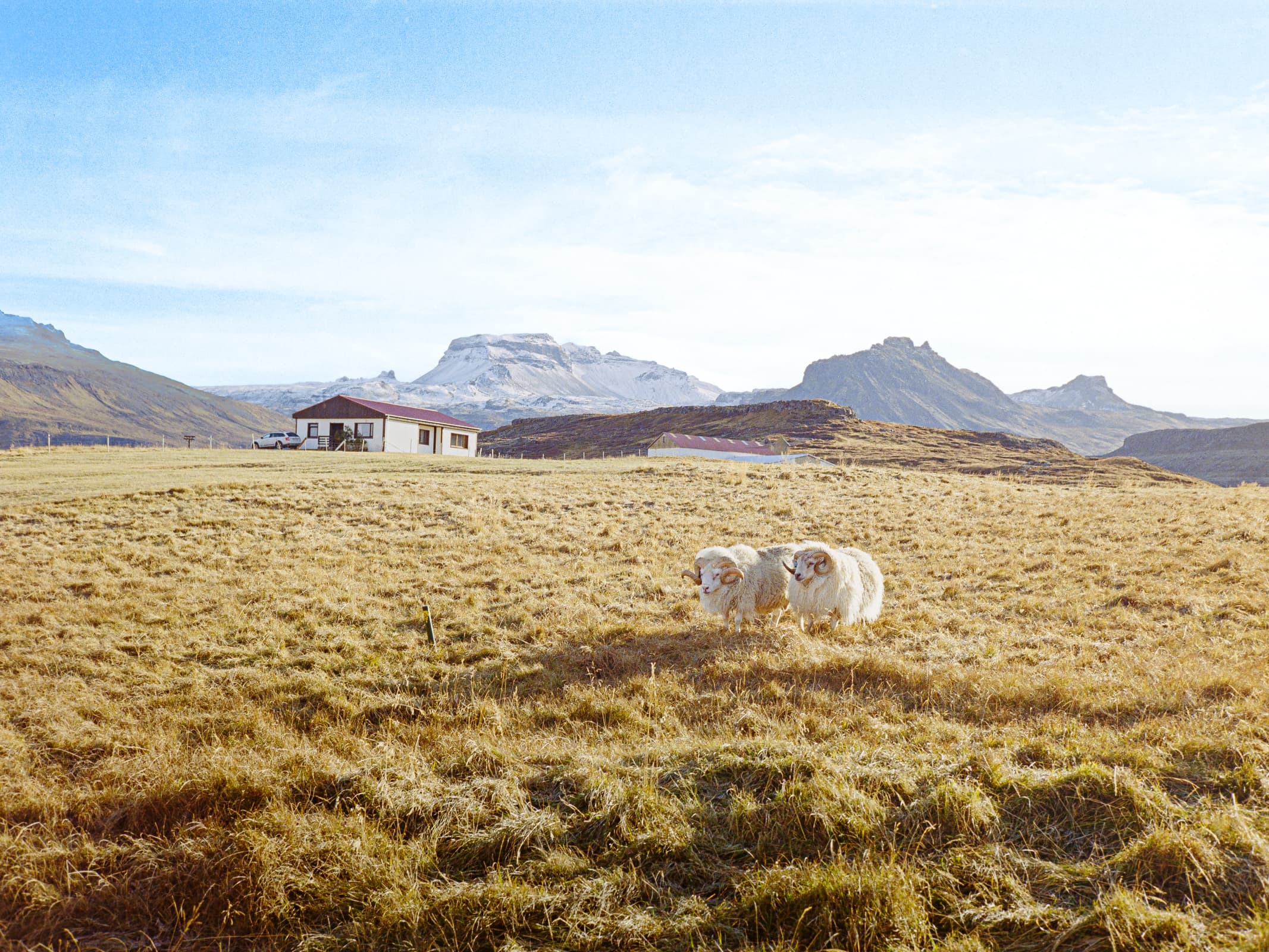 two furry, white goats standing in a field backlit by strong, late-morning sun